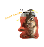 シマリス どんぐり2（個別スタンプ：14）