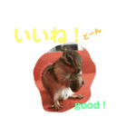シマリス どんぐり2（個別スタンプ：15）