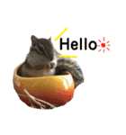 シマリス どんぐり2（個別スタンプ：16）