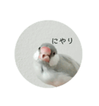 シルバー文鳥 ことちゃん（個別スタンプ：1）