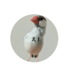 シルバー文鳥 ことちゃん（個別スタンプ：3）