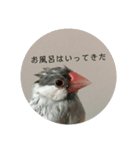 シルバー文鳥 ことちゃん（個別スタンプ：4）