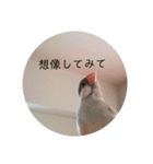 シルバー文鳥 ことちゃん（個別スタンプ：5）