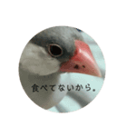 シルバー文鳥 ことちゃん（個別スタンプ：6）