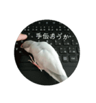シルバー文鳥 ことちゃん（個別スタンプ：7）
