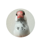 シルバー文鳥 ことちゃん（個別スタンプ：8）