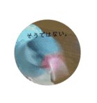 シルバー文鳥 ことちゃん（個別スタンプ：9）