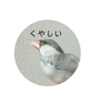シルバー文鳥 ことちゃん（個別スタンプ：10）