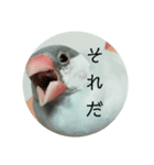 シルバー文鳥 ことちゃん（個別スタンプ：11）