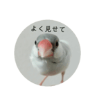 シルバー文鳥 ことちゃん（個別スタンプ：12）
