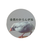 シルバー文鳥 ことちゃん（個別スタンプ：13）