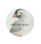 シルバー文鳥 ことちゃん（個別スタンプ：14）