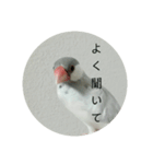 シルバー文鳥 ことちゃん（個別スタンプ：15）