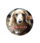 ミニチュアダックスのあひるちゃん（個別スタンプ：1）