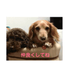 ミニチュアダックスのあひるちゃん（個別スタンプ：9）