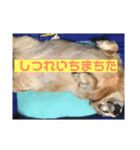 ミニチュアダックスのあひるちゃん（個別スタンプ：13）