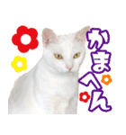 白猫「こゆき」の写真スタンプ【実写】（個別スタンプ：11）