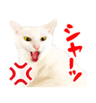 白猫「こゆき」の写真スタンプ【実写】（個別スタンプ：19）