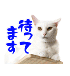 白猫「こゆき」の写真スタンプ【実写】（個別スタンプ：24）