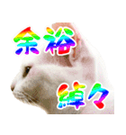 白猫「こゆき」の写真スタンプ【実写】（個別スタンプ：30）