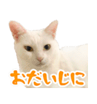 白猫「こゆき」の写真スタンプ【実写】（個別スタンプ：31）