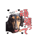 愛犬ソラの可愛いスタンプ1（個別スタンプ：1）