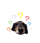 愛犬ソラの可愛いスタンプ1（個別スタンプ：2）