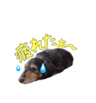 愛犬ソラの可愛いスタンプ1（個別スタンプ：3）