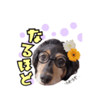 愛犬ソラの可愛いスタンプ1（個別スタンプ：4）