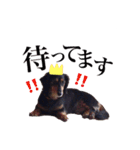 愛犬ソラの可愛いスタンプ1（個別スタンプ：5）