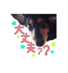 愛犬ソラの可愛いスタンプ1（個別スタンプ：6）