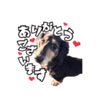 愛犬ソラの可愛いスタンプ1（個別スタンプ：7）