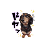 愛犬ソラの可愛いスタンプ1（個別スタンプ：8）