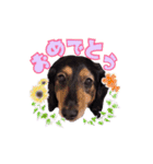 愛犬ソラの可愛いスタンプ1（個別スタンプ：9）