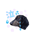 愛犬ソラの可愛いスタンプ1（個別スタンプ：10）