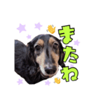 愛犬ソラの可愛いスタンプ1（個別スタンプ：11）