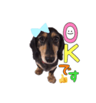 愛犬ソラの可愛いスタンプ1（個別スタンプ：12）