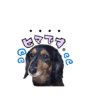 愛犬ソラの可愛いスタンプ1（個別スタンプ：14）