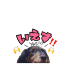 愛犬ソラの可愛いスタンプ1（個別スタンプ：15）