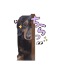 愛犬ソラの可愛いスタンプ1（個別スタンプ：16）