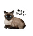 おはぎとオレオ（個別スタンプ：22）