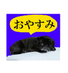 黒パグもんちゃん（個別スタンプ：3）