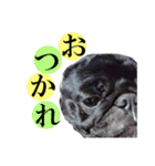 黒パグもんちゃん（個別スタンプ：4）