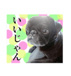 黒パグもんちゃん（個別スタンプ：5）