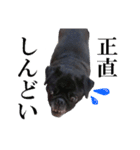 黒パグもんちゃん（個別スタンプ：6）