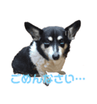 我が家の愛犬天使（個別スタンプ：2）