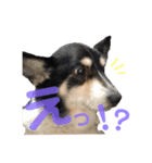 我が家の愛犬天使（個別スタンプ：3）