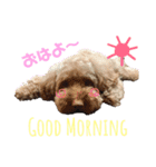 我が家の愛犬天使（個別スタンプ：4）