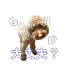 我が家の愛犬天使（個別スタンプ：5）
