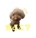 我が家の愛犬天使（個別スタンプ：7）